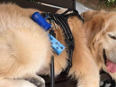 如何训练宠物狗狗在遛狗时听话？（15个训练技巧教你培养狗狗的好习惯）