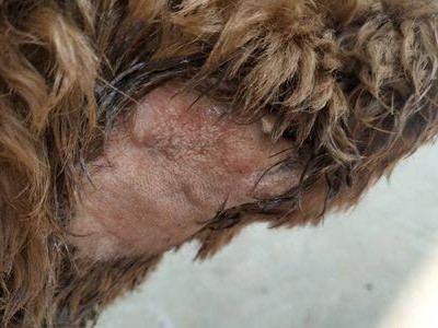 狗狗脱毛严重怎么办？（避免掉毛的方法和治疗掉毛的建议）