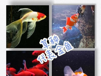 草金鱼之养殖技巧与注意事项（打造理想的草金鱼水族箱，让你的家更有生机）