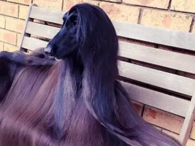 喂养阿富汗猎犬的注意事项（让你的宠物健康成长）