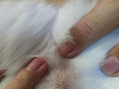 宠物小猫找不到奶头怎么办？（宝宝小猫生活必须知道的准备工作和护理技巧）