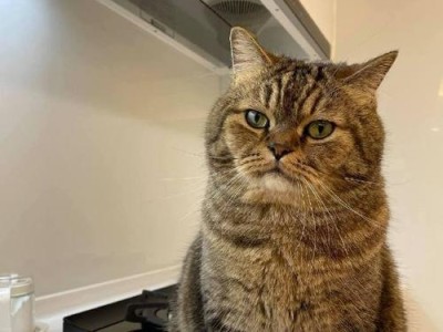 揭秘猫咪为什么喜欢做饭