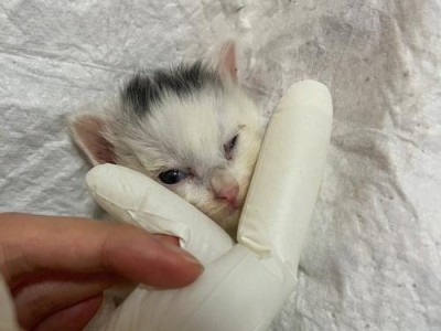 如何喂养小猫不会喝奶的小奶猫？（关爱小宠物，从喂养开始）