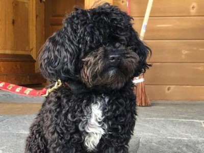泰迪犬的分类与特征（了解泰迪犬的品种和特点）