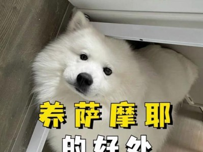 如何养好萨摩耶？（萨摩耶养护的几点建议）
