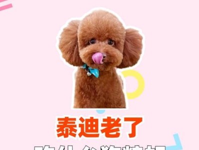 以泰迪能吃什么自己做的（宠物狗饮食安全与营养均衡）