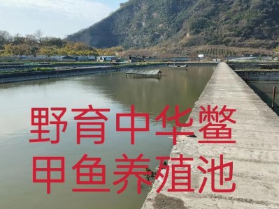 如何饲养美国鳖（学习美国鳖的适宜环境和食谱，让你成为一个优秀的美国鳖主人）