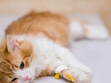 猫咪心脏衰竭治疗方法剖析（专家详解猫咪心脏衰竭的治疗与预防）