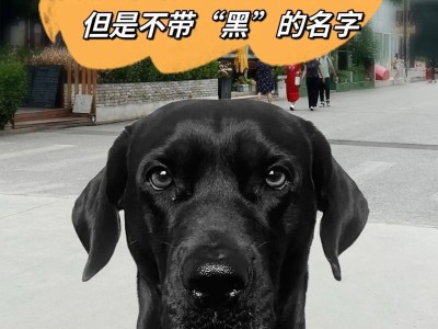 可爱小狗的名字推荐（以黑色为主题的小狗名字分享）