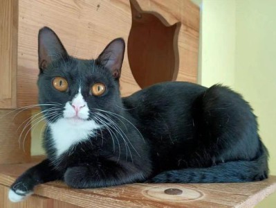 黑糖水对猫的好处——关爱宠物健康（以黑糖水补养猫咪身体，让它们更健康快乐）