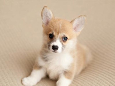 柯基犬爱叫？原来这是它的天性！（探究柯基犬的叫声原因和应对方法）