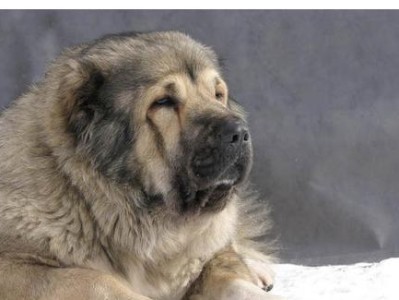 高加索犬的饲养方法（高加索犬的品种特点及饲养要点）
