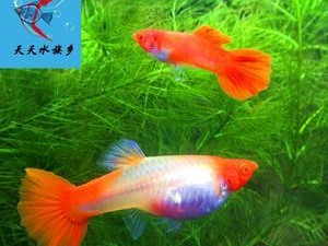 以鸿运罗鱼与其他鱼类的繁殖为主题的探讨（探索鸿运罗鱼与其他鱼类的繁殖关系及优势）