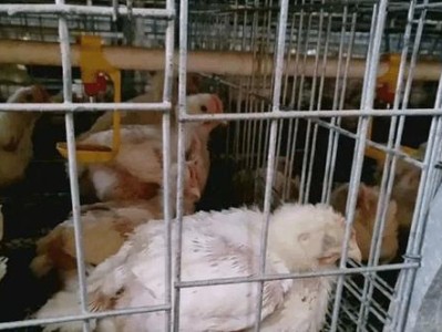 治疗狗狗流鼻涕的药物及饮食指南（宠物主人必知的狗狗鼻涕治疗指南，关爱宠物健康）