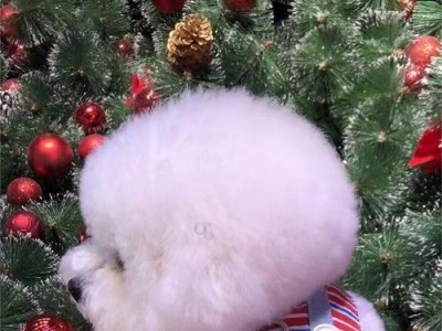 爱犬陪伴（体验包上的新潮宠物生活）