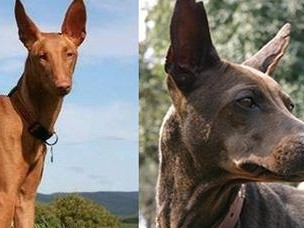以法老王猎犬为宠物的饲养方法（了解该品种特性，做好基础养护）
