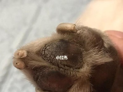 了解狗脚垫疾病（保护狗的脚垫健康，让它们更快乐活动）