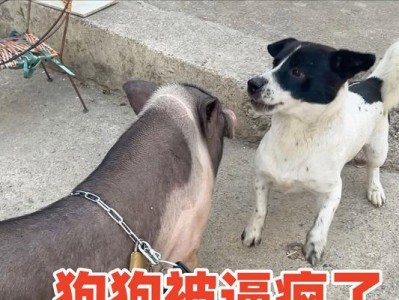 狗狗被卡到吐白沫的危险性与急救方法（保护宠物安全，学会正确处理紧急情况）