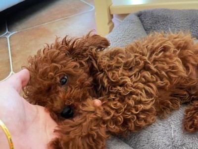狗剃胎毛是什么意思？——揭开狗繁殖业的黑幕（揭露狗繁殖业背后残酷的剃胎毛行为，保护动物权益）