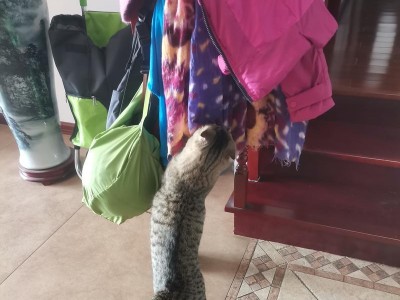 猫咪最怕的气味究竟是什么？（揭秘猫咪害怕气味的真相及应对策略）