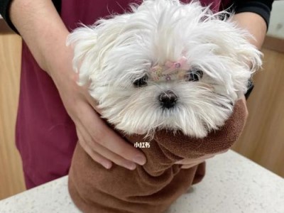 如何判断幼犬是否已接种疫苗（宠物养护必知，保障幼犬健康成长）