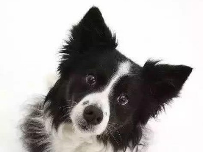 养边境牧羊犬的禁忌与技巧（了解这几点，让你的边牧更健康快乐）