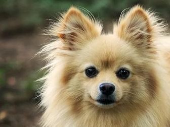 德国狐狸犬的饲养方法（以宠物为主，让你的狐狸犬健康快乐成长）