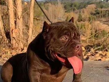 恶霸犬饲养指南（以宠物为主，如何让恶霸犬成为友善的守护者）