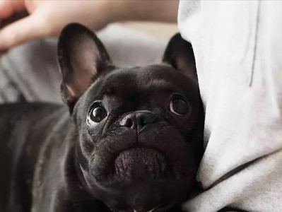 法国斗牛犬比赛（探索斗牛犬比赛的历史、技艺和魅力）