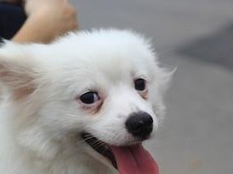 日本尖嘴犬的饲养指南（以宠物为主，让你的尖嘴犬健康快乐成长）