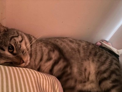 以猫好好是什么（探索猫咪的秘密世界）