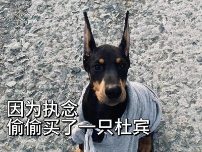 如何鉴定杜宾犬是否纯种？（挑选纯种杜宾犬的五种方法）