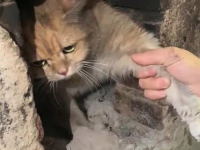 揭秘猫为什么有两个洞的奥秘（探索猫耳朵中隐藏的进化智慧）