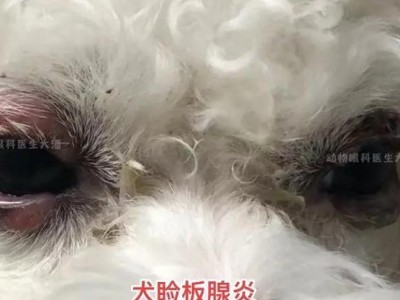 狗眼睛红肿的原因及处理方法（揭秘狗眼睛红肿的病因，教你如何正确处理）