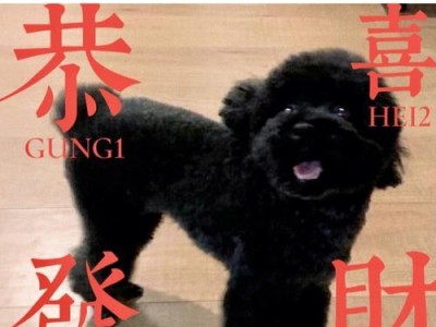以黑色泰迪为主题的配色灵感（用鲜艳色彩点亮黑色泰迪的魅力）