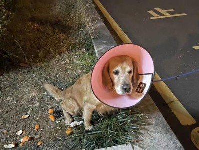 母狗下面囊肿（了解母狗下面囊肿的常见问题及如何处理）