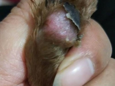 金毛脚掌开裂的原因及预防方法