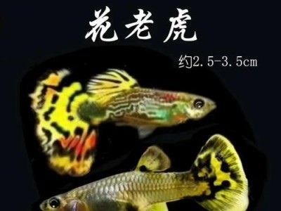 探寻适合养殖的孔雀鱼品种（了解孔雀鱼的特性及不同品种的适养条件）