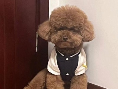 泰迪狗凶人事件调查（探寻泰迪狗凶恶行为背后的原因与解决方案）
