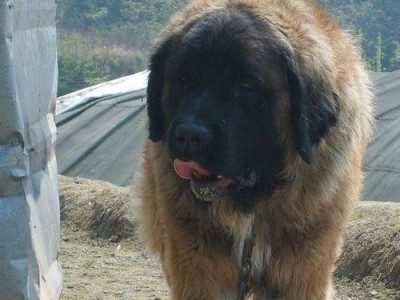 高加索犬的成长与发展（从小狗到成熟犬只，高加索犬的成长全揭秘！）