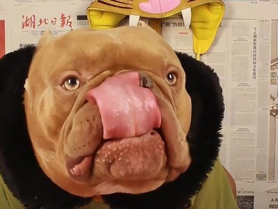 如何让你的狗狗健康增重（营养丰富的饮食是关键）