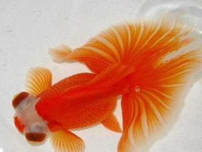 以扯旗黑水泡的饲养方法（如何培养一只健康可爱的宠物鱼）