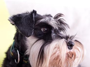 训练雪纳瑞成为一名优秀的守护者（宠物犬如何通过训练学会保护主人和家庭）