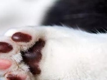 猫咪肉垫与爪心龟裂，如何保护猫咪的足部健康？（预防措施、日常护理、治疗方法）