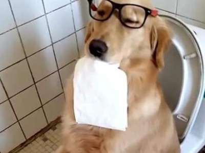 狗狗吃自己的粑粑怎么办？（避免狗狗食用自己的排泄物，保持宠物的健康）