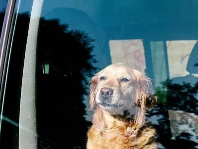 训练宠物不晕车，愉快出游（以狗狗为例，15个技巧让宠物爱上旅行）