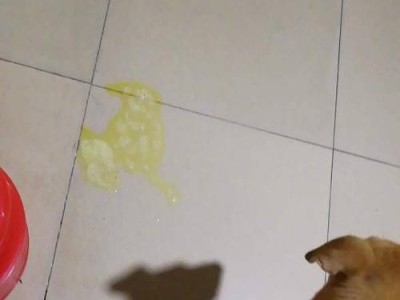 狗狗胃受凉吐了怎么办？找药前先注意这些！（狗狗胃受凉引发呕吐的原因和应对策略）
