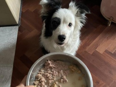 狗脚扭了，吃什么好？（为你的爱犬提供适当的饮食和治疗方案）