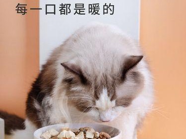 猫咪的饮水之道（为什么猫咪不宜喝温水？如何为猫咪提供最适宜的饮水？）