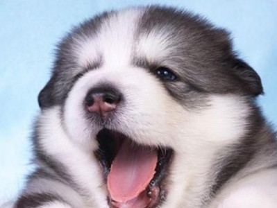 如何科学合理地喂养阿拉斯加幼犬（了解阿拉斯加幼犬的饮食需求，让它健康成长）
